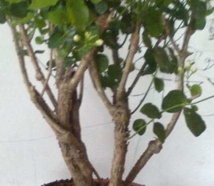 茉莉老桩好还是新桩好 茉莉为什么不能买老桩
