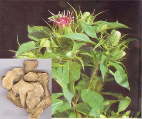 茯苓白术千万别乱喝 茯苓白术的副作用和禁忌