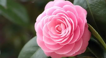 茶花夏天放什么地方最好 茶花夏天几天浇一次水