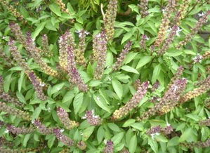 荆芥和九层塔是一种植物吗 荆芥和九层塔是一样的吗