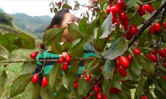 茱萸是辣的吗 茱萸与辣椒口感区别