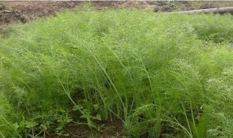 茴香播种时间和方法 茴香种子播种视频