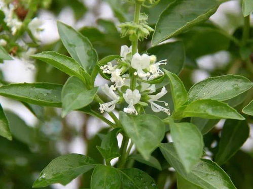 荆芥是不是薄荷 荆芥是河南独有的吗