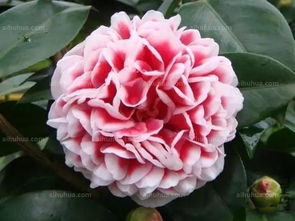 茶花零下几度会冻死 茶花零下5度能放几天