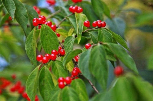 茱萸是哪个节日的代表 遍插茱萸少一人是啥意思