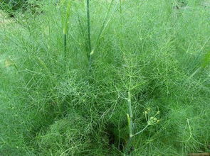 茴香能割几次 割茴香割到哪个位置