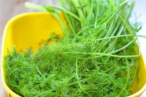 茴香种子25℃以上发芽吗 茴香八月份可以种吗