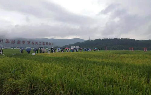 荃优607和荃优822哪个好 芦苇稻荃优607产量表现