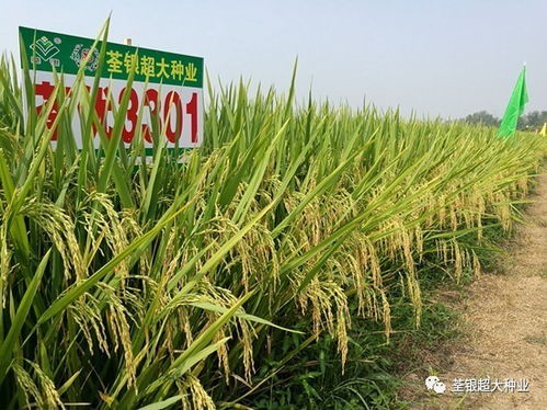 荃优哪个品种好 荃优系列哪个品种产量最高