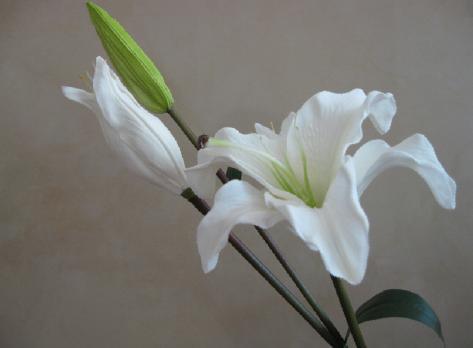 茹志鹃《百合花》的象征意义 百合花表达的思想主题