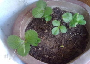 草莓种子泡水催芽 草莓种子育苗方法全过程