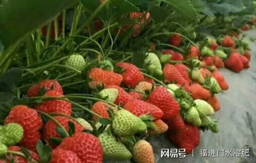 草莓几代苗结果最好 草莓施什么肥料果大