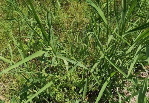 草甘膦能杀死竹子吗 弄死竹子的最佳方法
