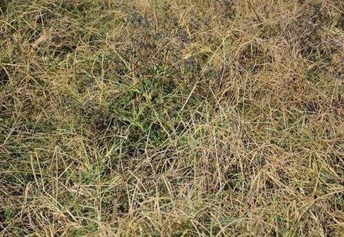 草甘膦进入土壤多久失效 打了草甘膦的地敢种吗