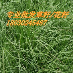 草籽播种前要浸泡吗 一斤草籽可以种多少平方