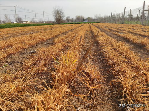 草甘膦对土壤和下茬作物有没有影响 草甘膦进入土壤多久失效