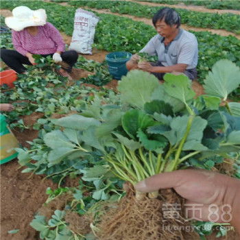 草莓几月份移栽最好 草莓几代苗结果最好