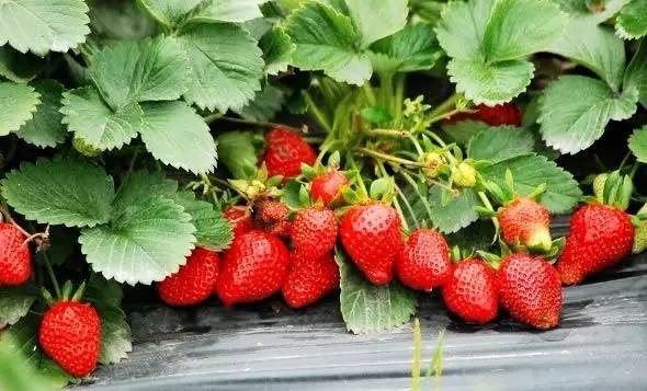 草莓匍匐茎从哪剪掉 草莓修剪技术图解