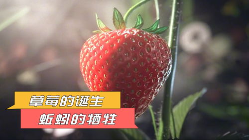 草莓生长真的吃蚯蚓吗 一颗草莓一只蚯蚓真的吗