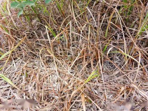 草甘膦打不死的三种草 打不死草的全部图片