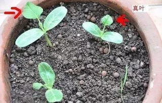 草莓籽最简单催芽方法 纸巾催芽法图解(完整版)