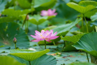 荷花一般开几天就谢了 8月中旬荷花谢了吗