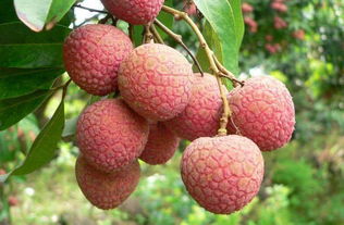 荔枝最晚到什么时候就没有了 八月荔枝什么品种