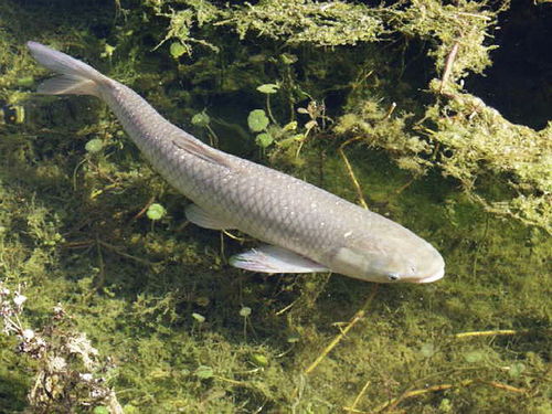 草鱼吃蚯蚓的概率有多少 草鱼最爱吃三种饵料