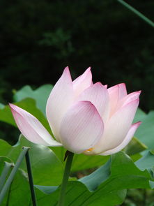 荷花一般开到几月份 八月份荷花还开吗