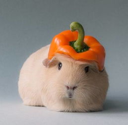 荷兰猪容易死吗 荷兰猪单独养会不会死