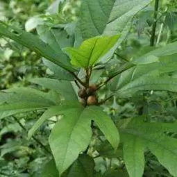 药店为啥不卖五指毛桃了 五指毛桃副作用太大了怎么办