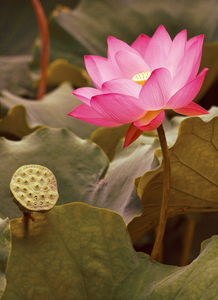 荷花____的____的 荷叶____的____的