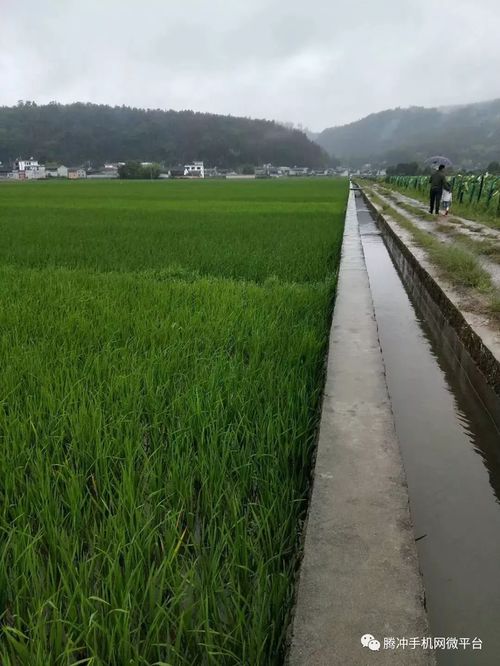 荷叶碧绿碧绿的像一把什么的伞 荷叶又大又圆像什么一样比喻句