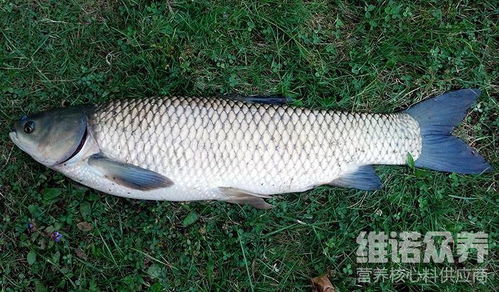 草鱼膨化饲料配方 草鱼膨化饲料的优缺点