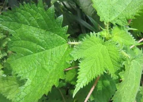 荨麻草碰到皮肤怎么办 荨麻叶为什么不能摸