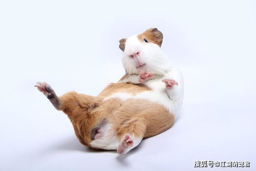 荷兰猪谁养谁后悔 养荷兰猪对小孩的危害