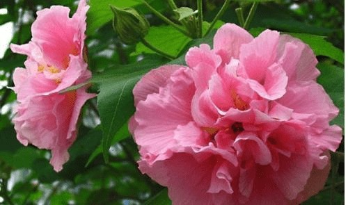 荷花为什么叫芙蓉 芙蓉花比喻什么女人