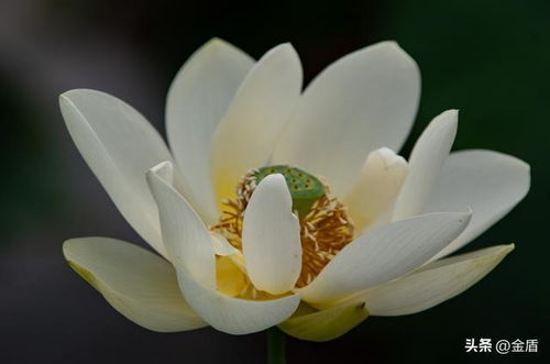 荷花一朵一朵的像什么 荷花看起来像什么