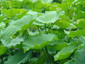 荷叶可以用来干嘛 荷叶的三种用途