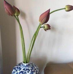 荷花要深水养还是浅水养 荷花插花瓶里怎么养
