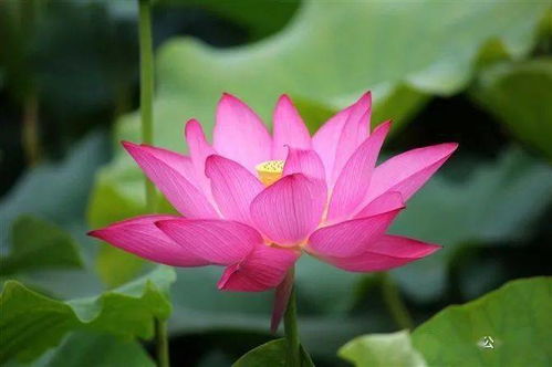 荷花被誉为什么仙子 为啥说荷花是仙子