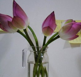 荷花插花瓶里怎么养 荷花怎么插瓶才会开花