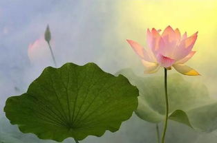 荷花短句五个字 荷花文案高级感