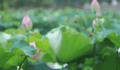 荷花花骨朵插在水里能开花吗 荷花怎么插瓶才会开花
