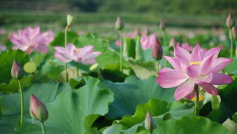 荷花形状是什么样的 荷花的形状、颜色等的介绍