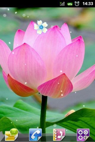 荷花清雅网名大全 好听的荷花微信名