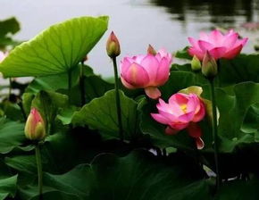 荷花和莲花有什么不同 怎么区分荷花和莲花