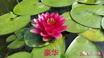 荷花莲花的区别 荷花和莲花的图片