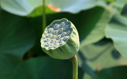 莲花莲蓬为什么叫两世欢 两世欢适合什么人戴