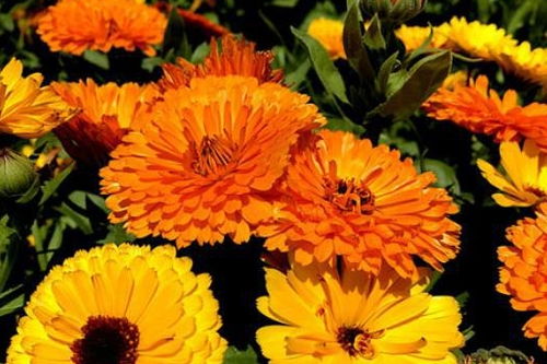 菊科类花卉大全 菊科类花卉大全图片